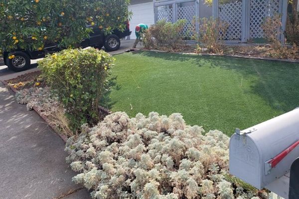  Sacramento front lawn after weekly treatment