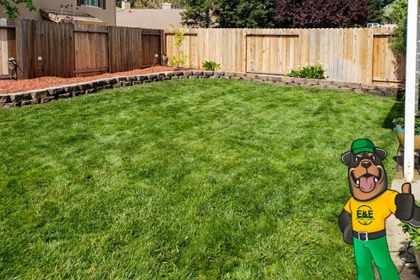  Green backyard after a treatment