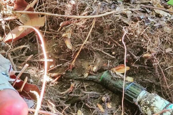  A broken irrigation line that needs repair