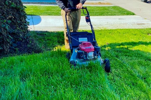 Long grass being mowed with a push lawn mower.