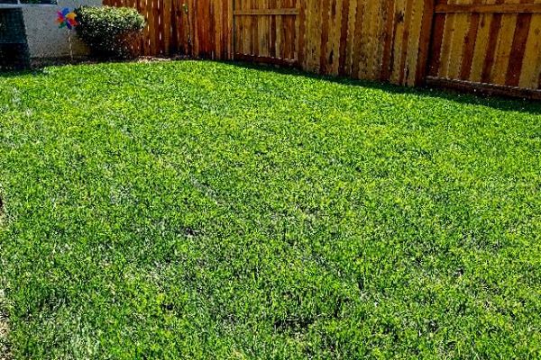  Green mowed grass in a backyard