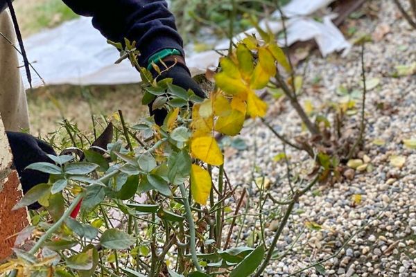  Alvero cutting back a shrub