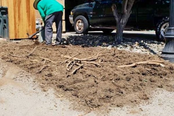  Root removal for sod installation