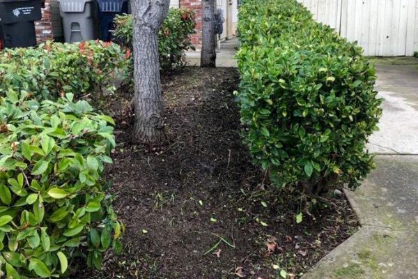  Shrubs in a front yard recently pruned.