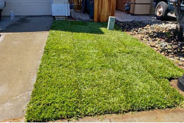  Freshly laid sod in a side yard