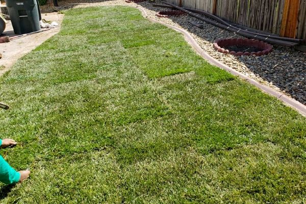  Newly laid sod in side yard